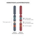 Homozygous and Heterozygous.